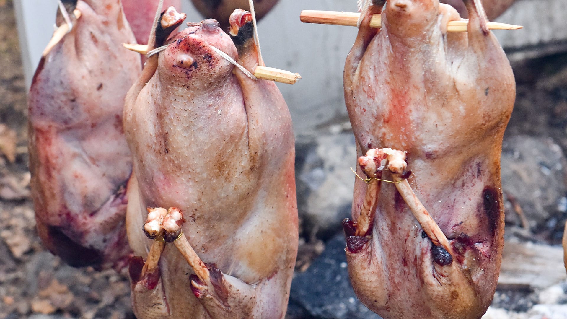 Geese roasting over fire in teepee