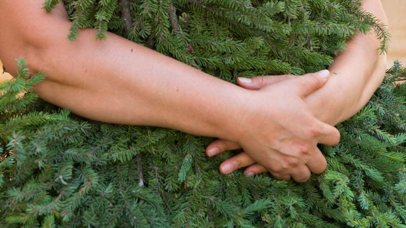 Arms holding spruce boughs