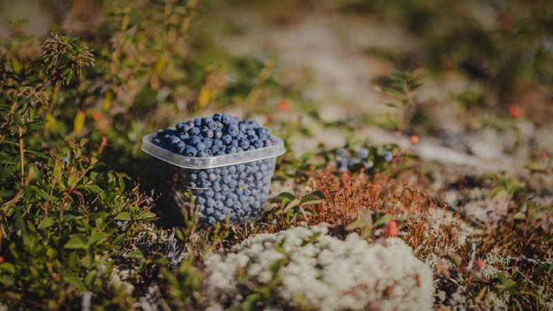 Container of blueberries