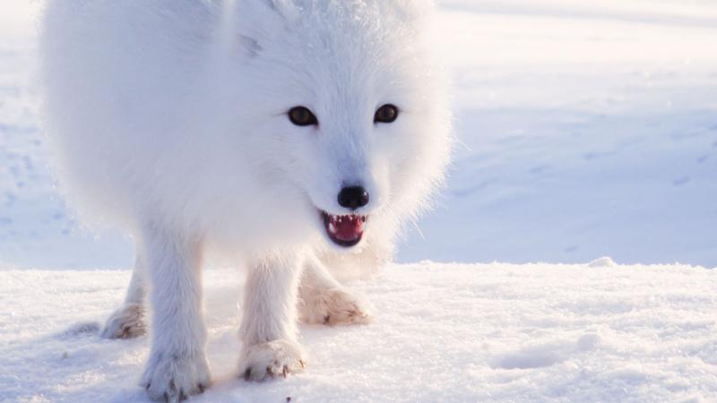 Arctic Fox shown in snow-covered landscape