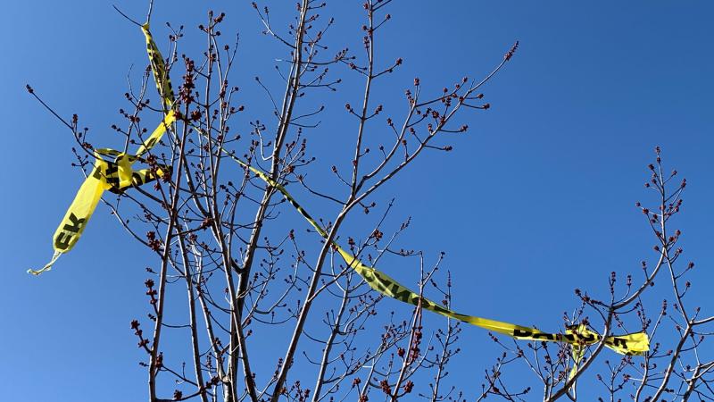 Yellow caution tape in a tree