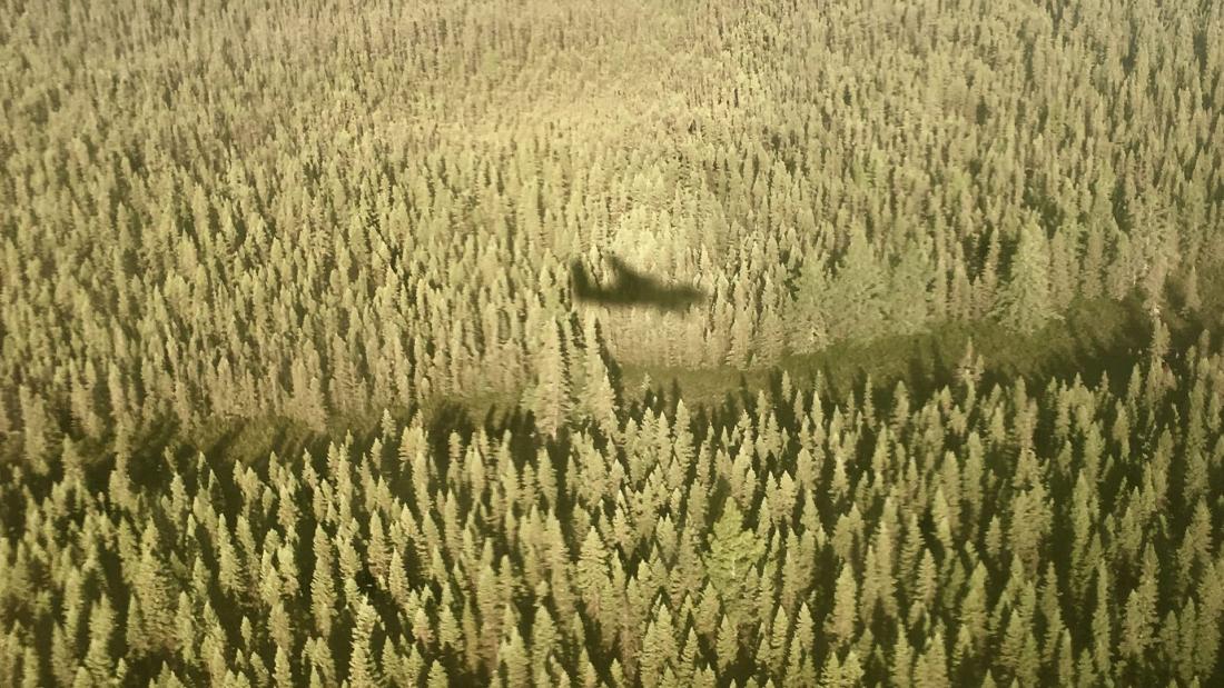 Shadow of plane flying over trees