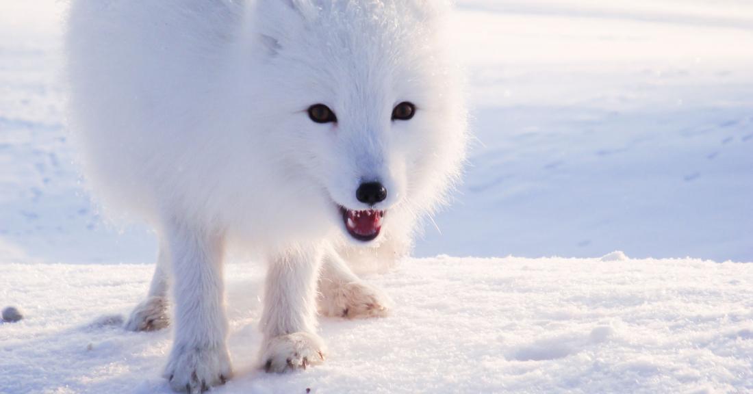 Arctic Fox shown in snow-covered landscape