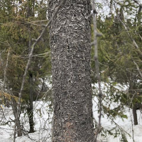 a tamarack tree bark