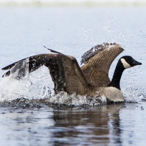 Goose landing on water