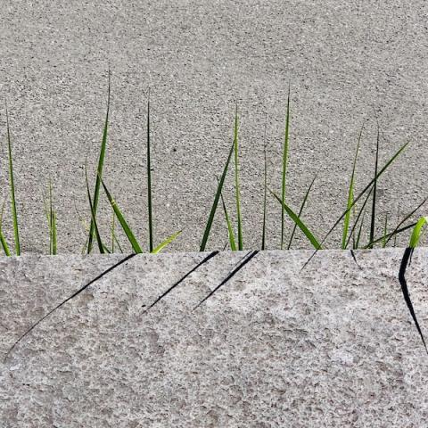 Green blades of grass against concrete wall
