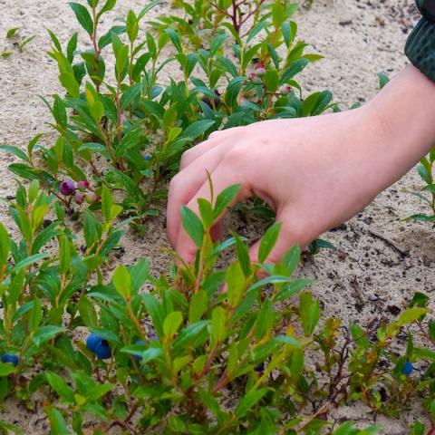 Closeup of hand picking blueberries