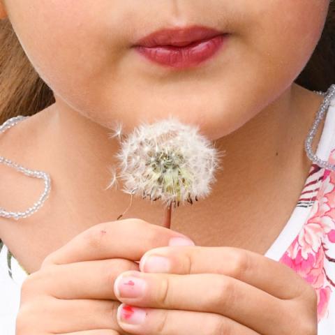 Child holding a dandelion